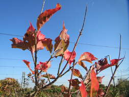 Image of bloodtwig dogwood