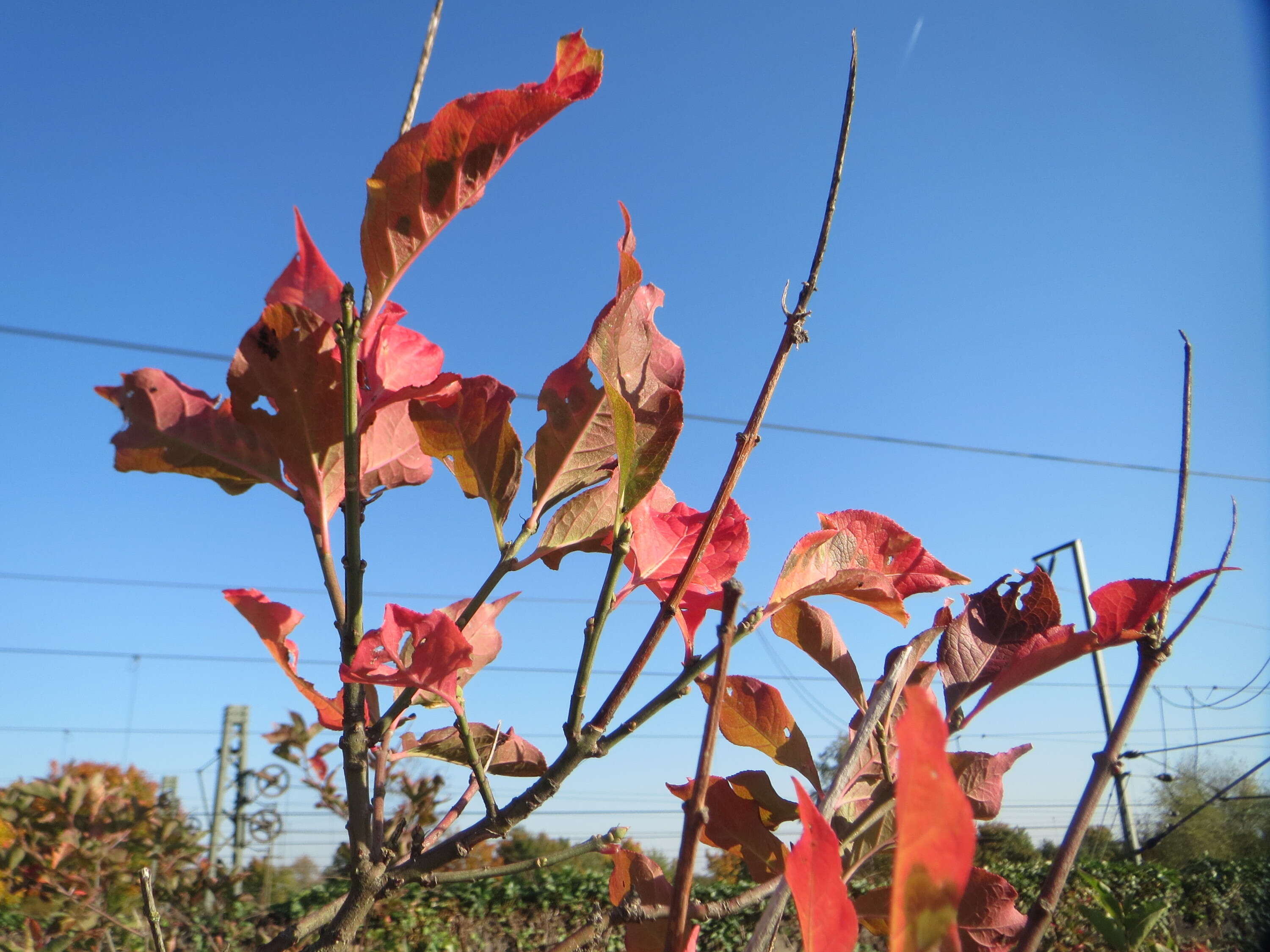 Image of bloodtwig dogwood