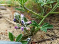 Image of Nipomo Mesa lupine