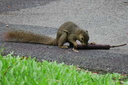 Image of Plantain Squirrel