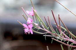 Image de Epilobium dodonaei Vill.