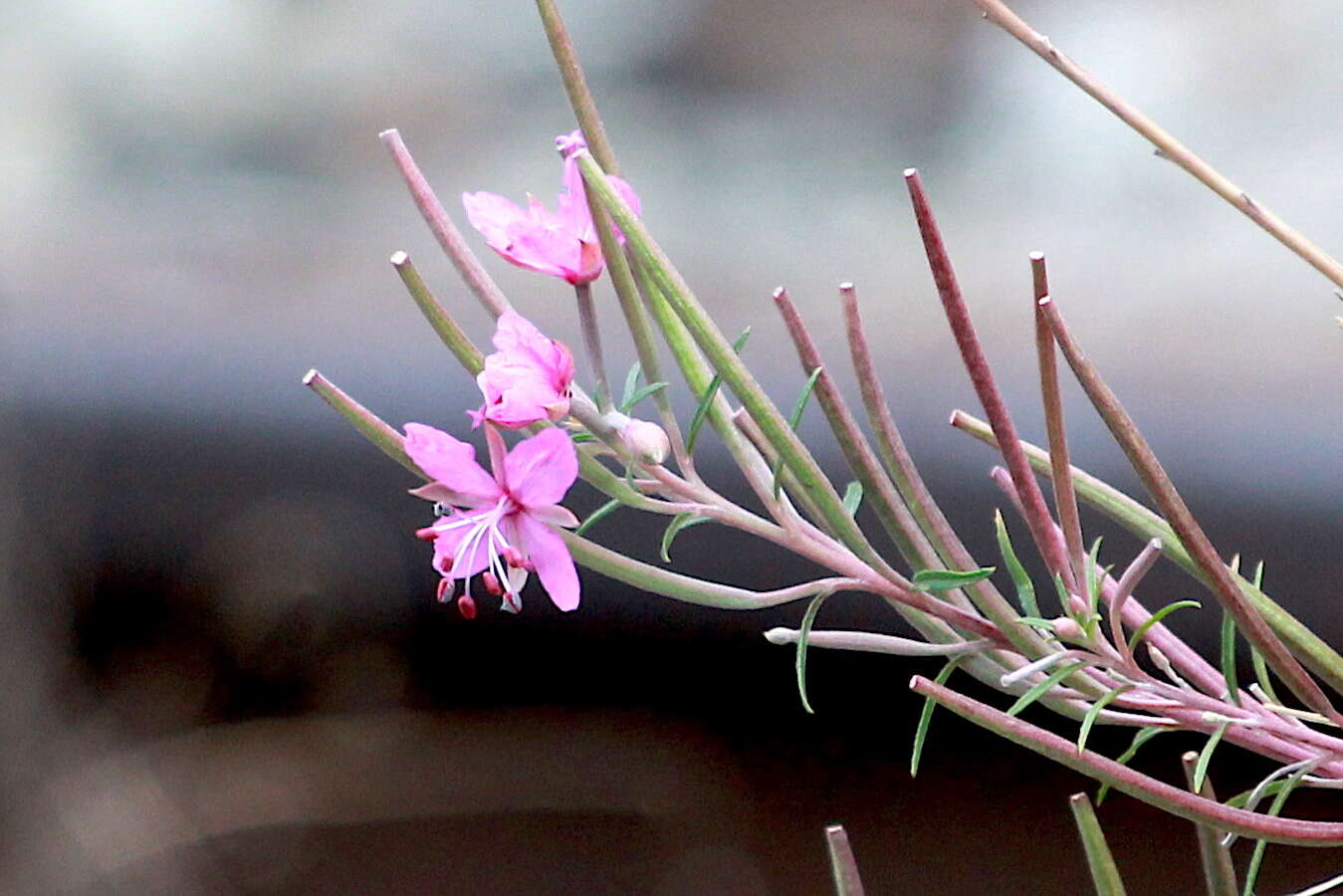 Image de Epilobium dodonaei Vill.