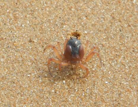 Image of dark blue soldier crab