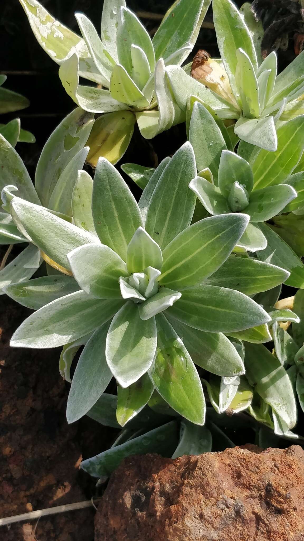 Image of Helichrysum devium J. Y. Johnson