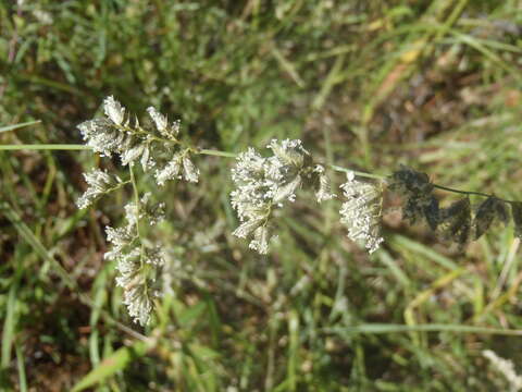 Image of African lovegrass