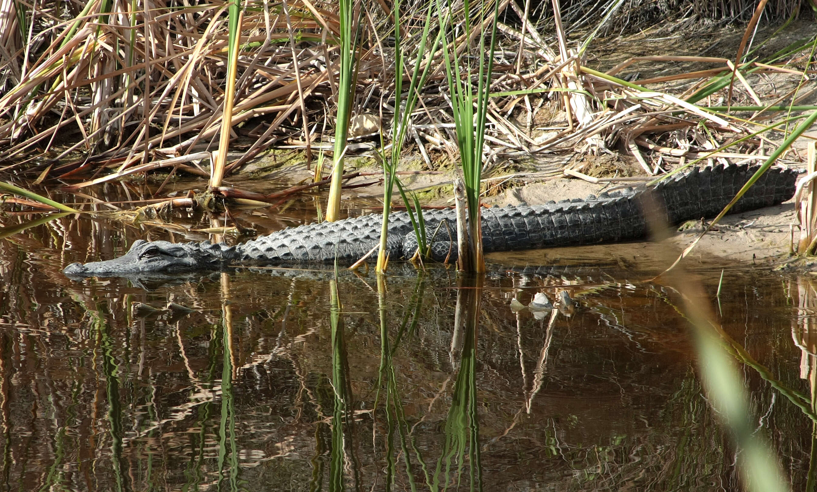 Image de Alligatoridae