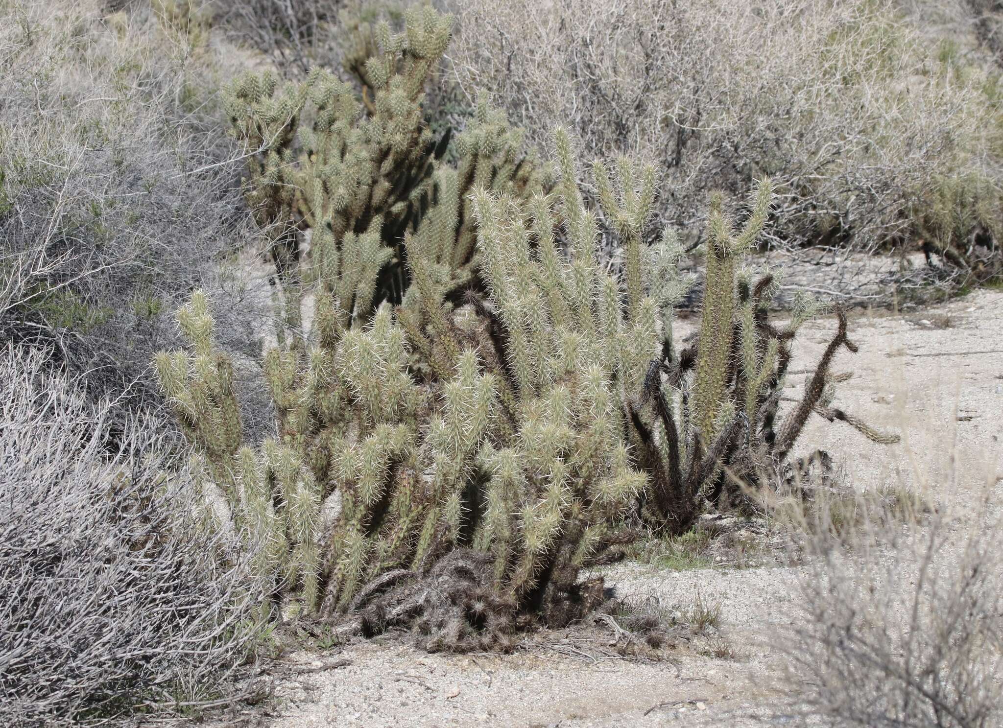 Image of Gander's buckhorn cholla