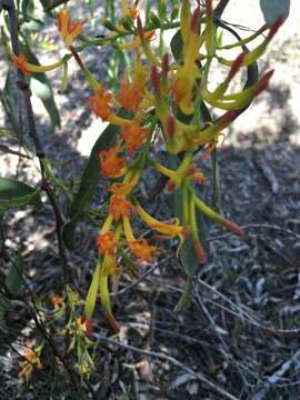 Image of orange mistletoe