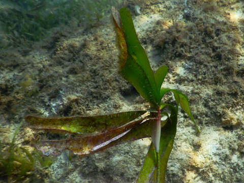 Plancia ëd Thalassodendron ciliatum (Forssk.) Hartog