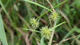 Image of manyflower flatsedge