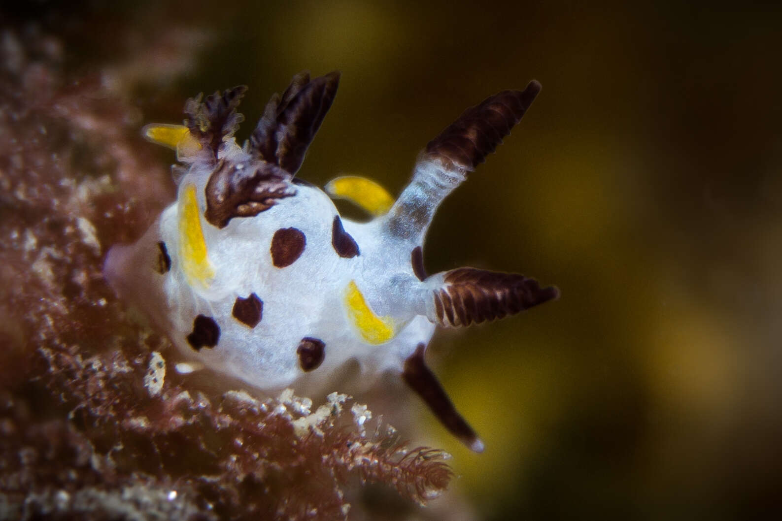 Image of camoflague slug