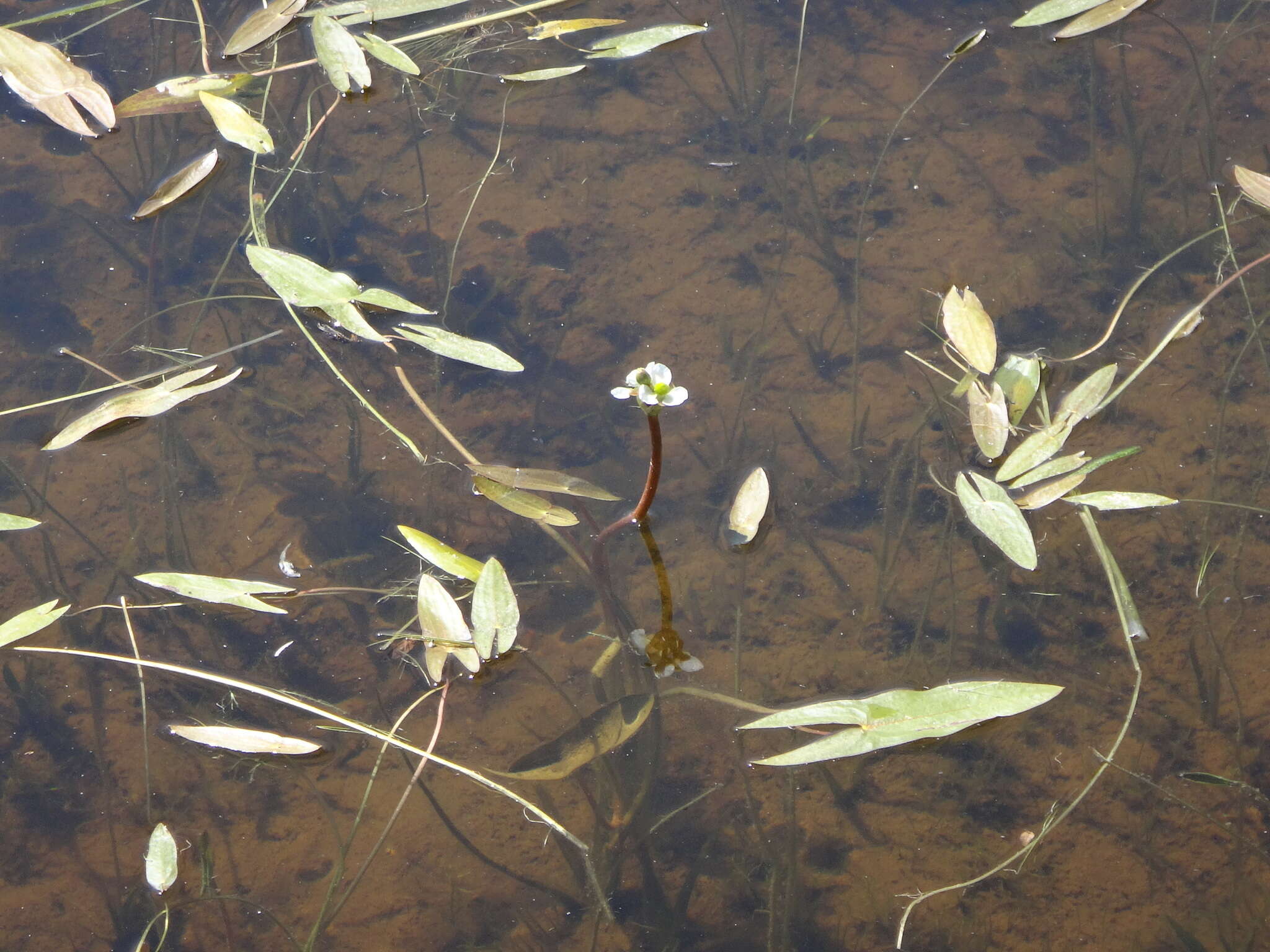 Image of arumleaf arrowhead