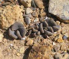 Image of Aloinopsis loganii (L. Bol.) L. Bol.