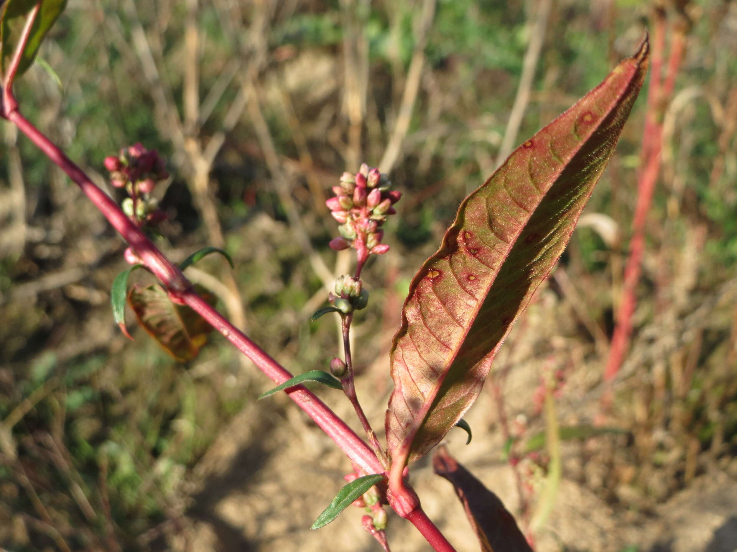 Image of Dock-Leaf Smartweed