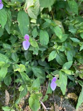 Imagem de Dicliptera japonica (Thunb.) Makino