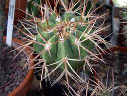 Image of Melocactus caroli-linnaei N. P. Taylor