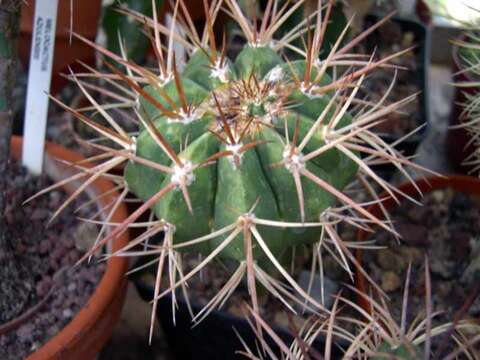 Image of Melocactus caroli-linnaei N. P. Taylor