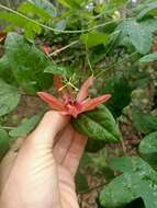 Image de Passiflora aurantia Forst. fil.