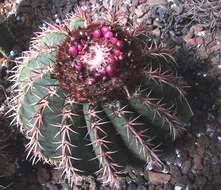 Image of Conelike Turl's-cap Cactus