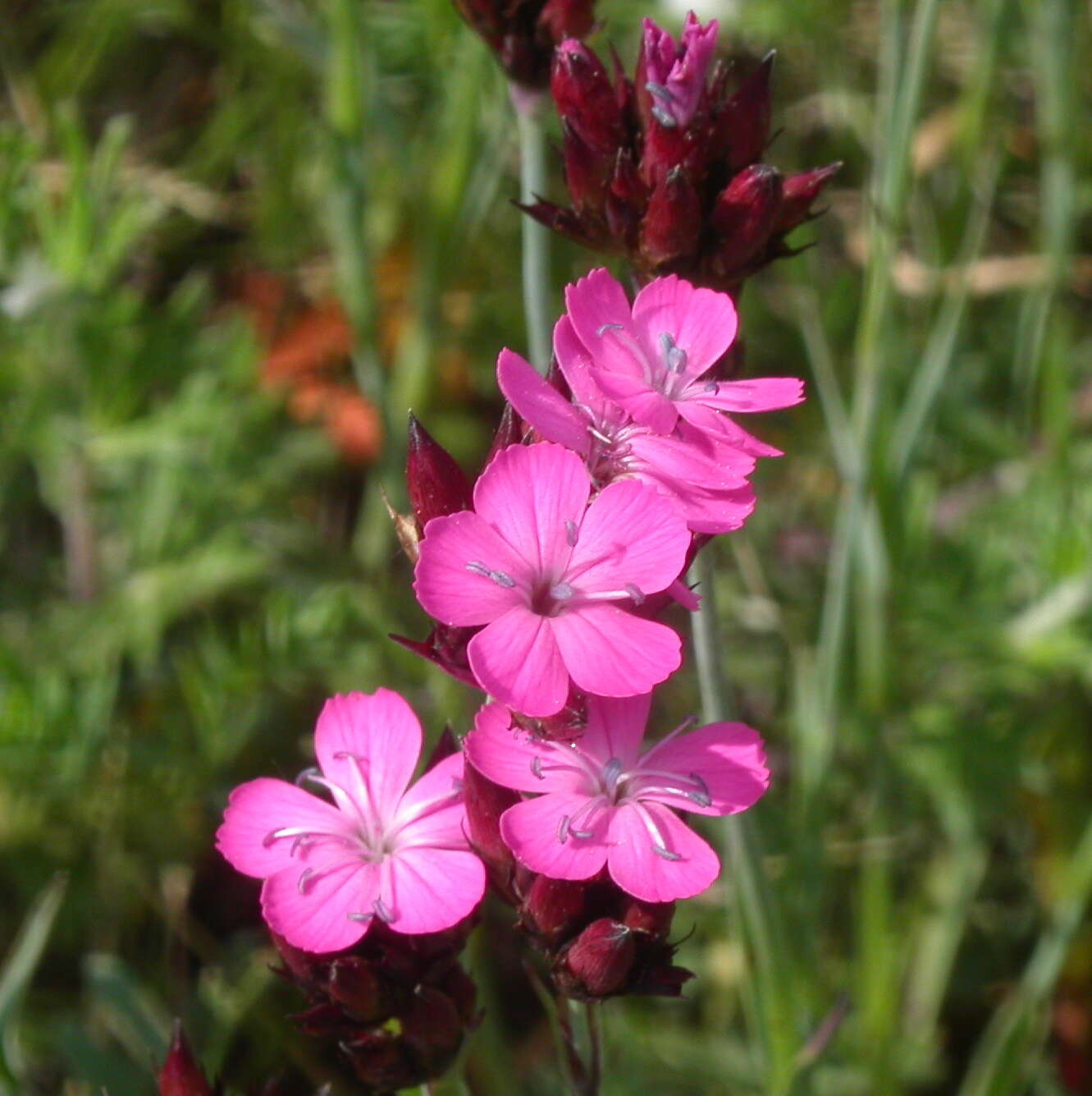 صورة Dianthus pontederae A. Kerner