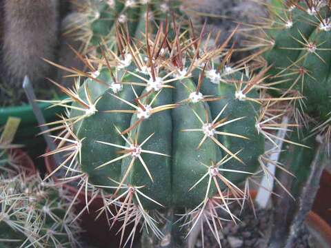 Image of Melocactus violaceus Pfeiff.