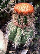 Image of Dwarf Turk's Cap Cactus