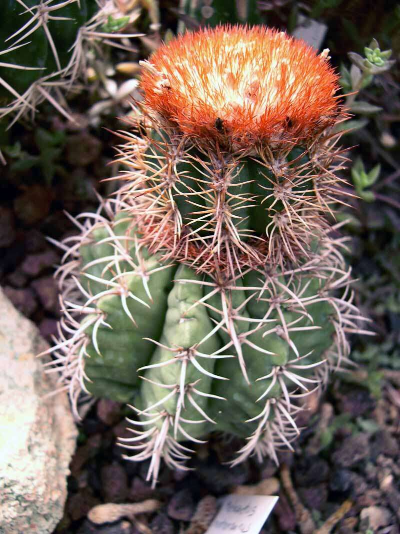 Image of Dwarf Turk's Cap Cactus