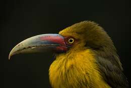 Image of Saffron Toucanet