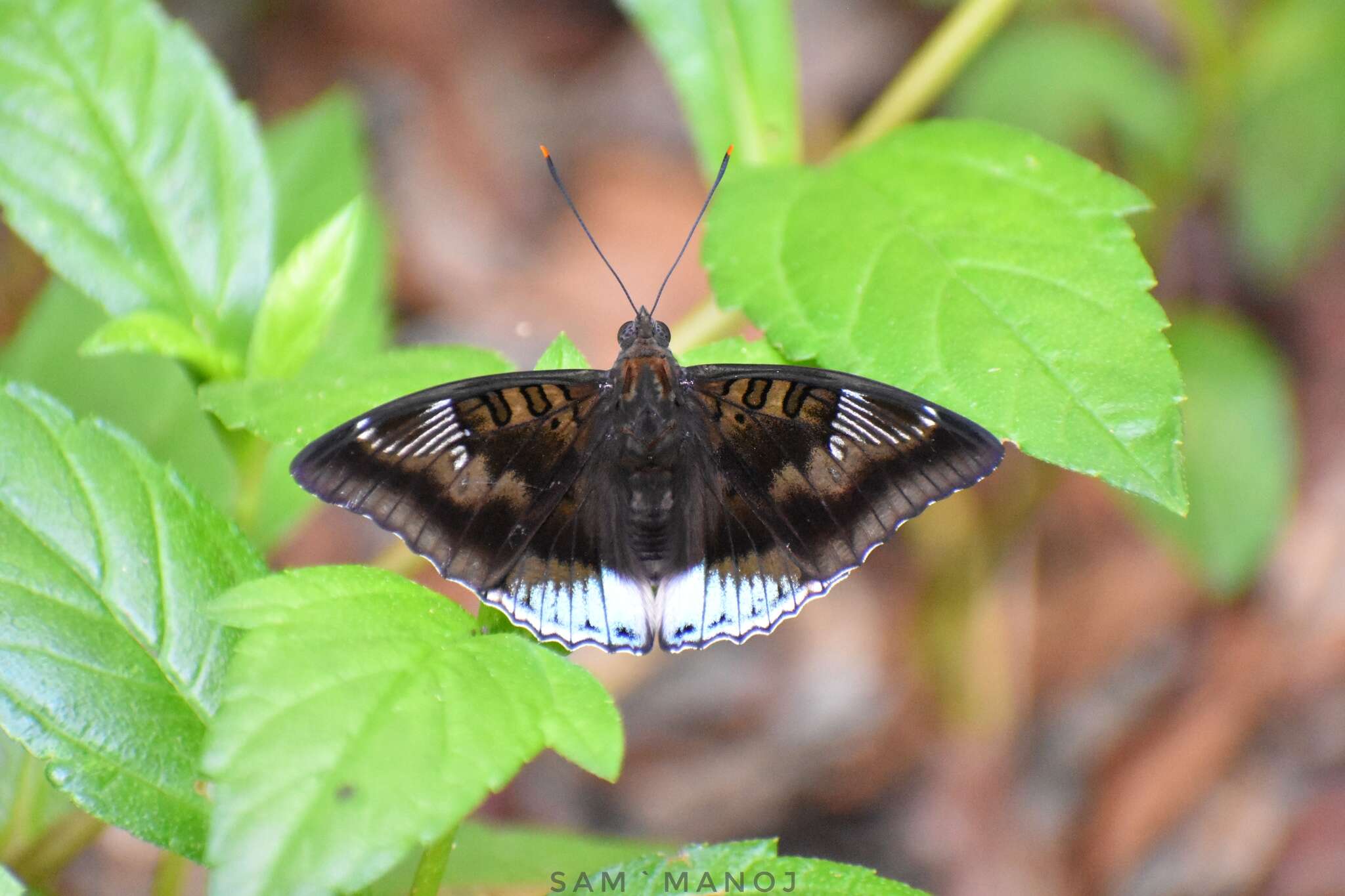 Image of Euthalia phemius Doubleday (1848)