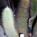 Micranthocereus streckeri Van Heek & Van Criek. resmi