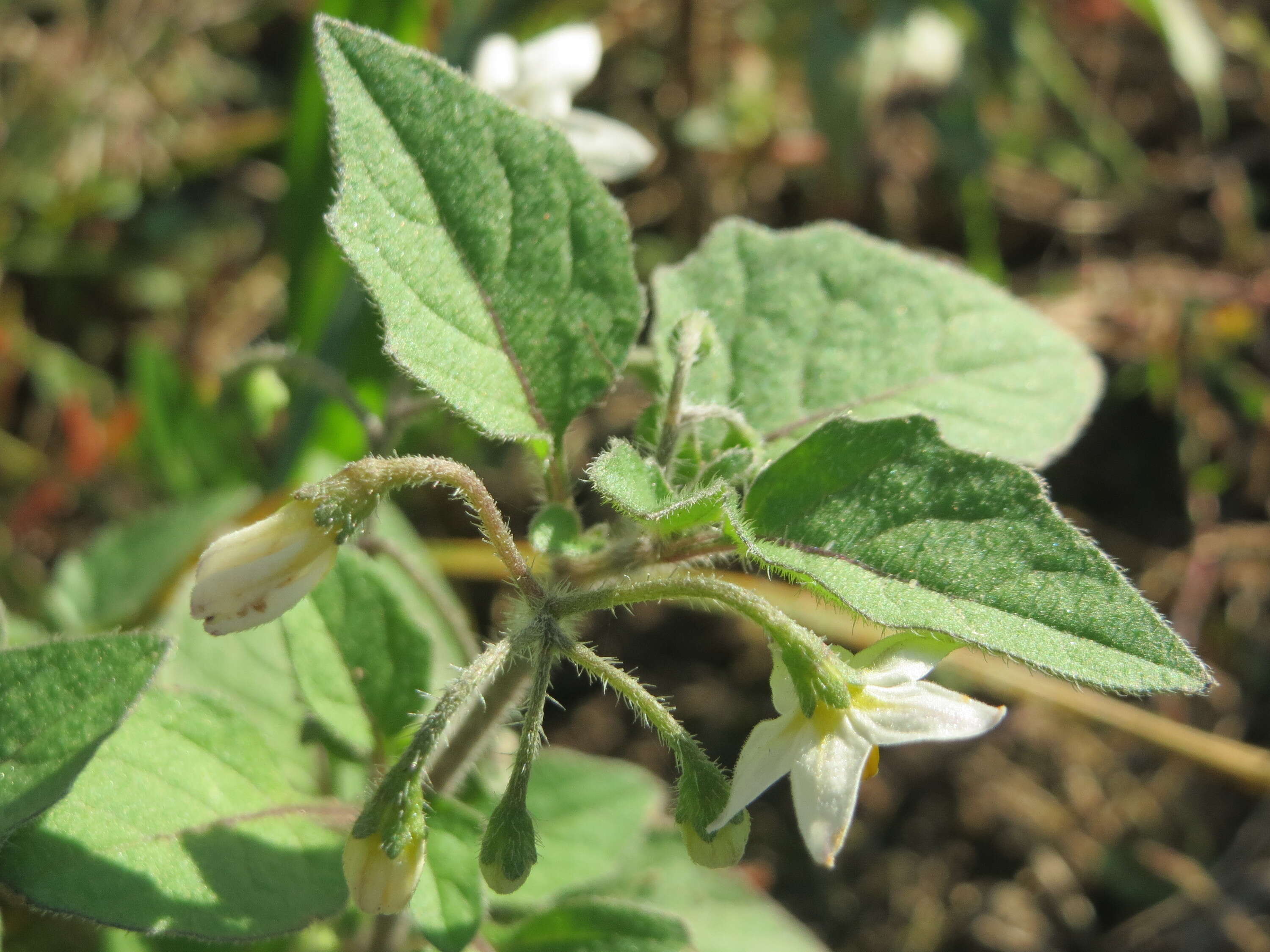 Plancia ëd Solanum nigrum L.