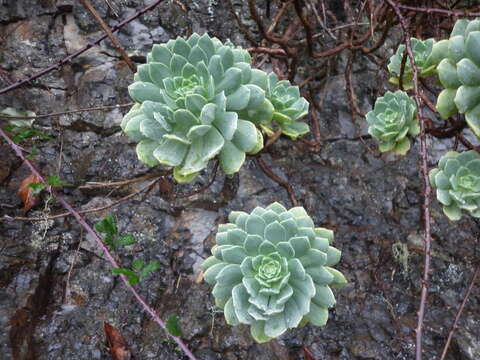 Image of Aeonium castello-paivae C. Bolle