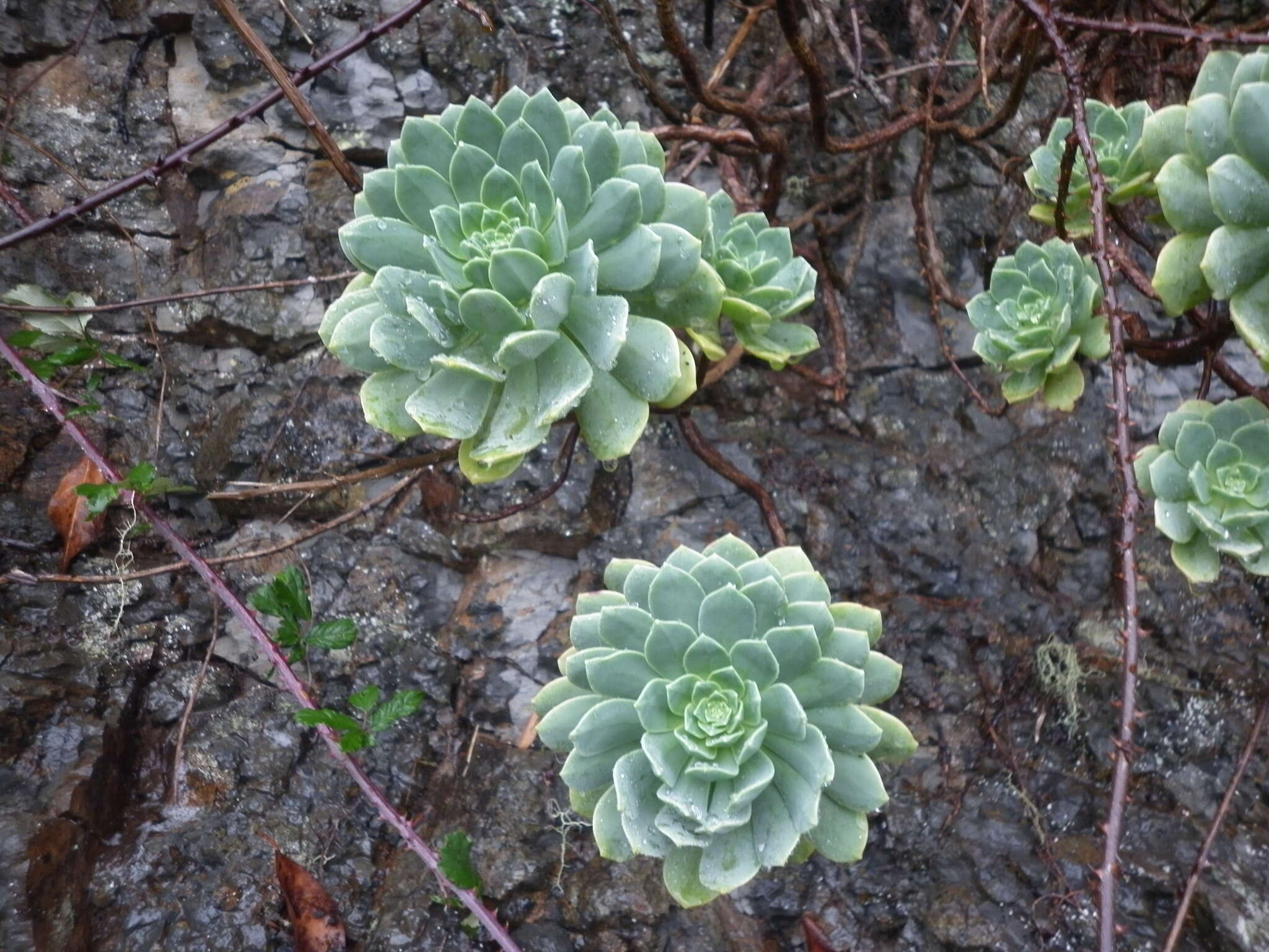 Image of Aeonium castello-paivae C. Bolle