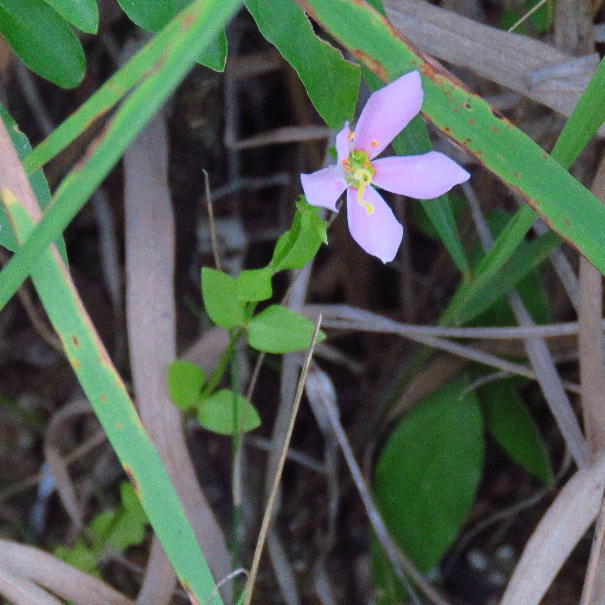 Imagem de Sabatia angularis (L.) Pursh