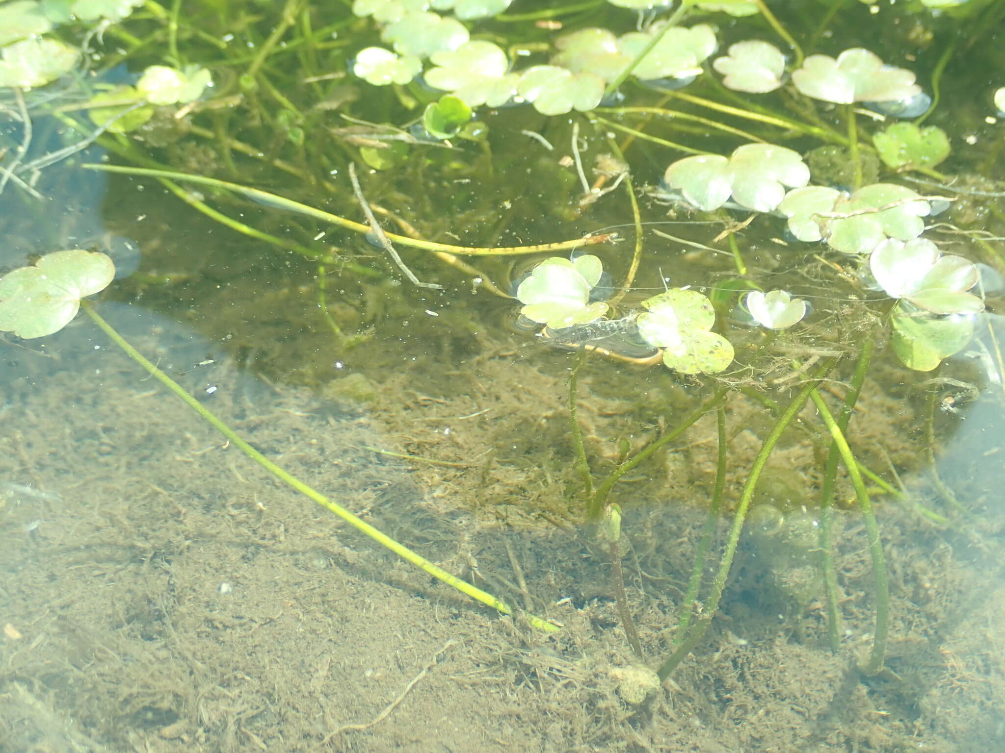 Image de Ranunculus natans C. A. Meyer