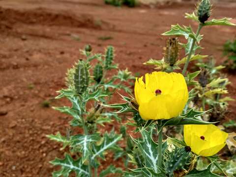 Image of Mexican pricklypoppy