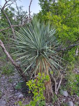 Image of Yucca rostrata Engelm. ex Trel.