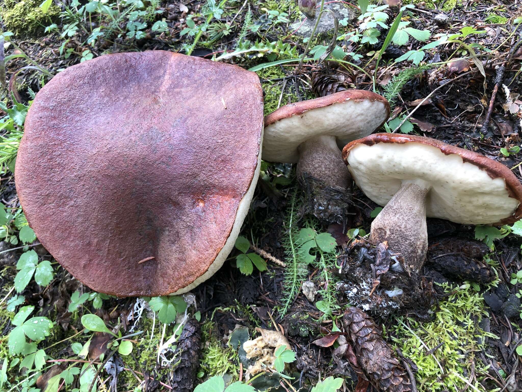 Image of Leccinum fibrillosum A. H. Sm., Thiers & Watling 1966