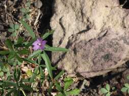 Image de Sidalcea glaucescens Greene.