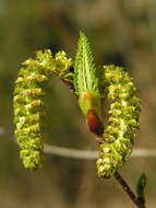 Image of Alnus sieboldiana Matsum.