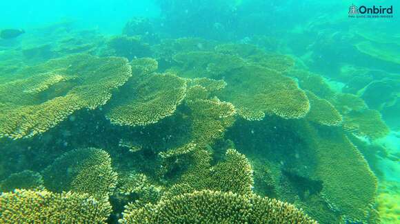 Image of Brush Coral