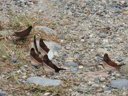 Image of Many-banded Daggerwing