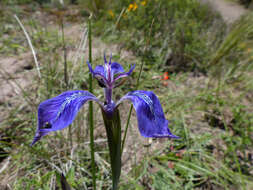 Image of Mastigostyla cyrtophylla I. M. Johnst.