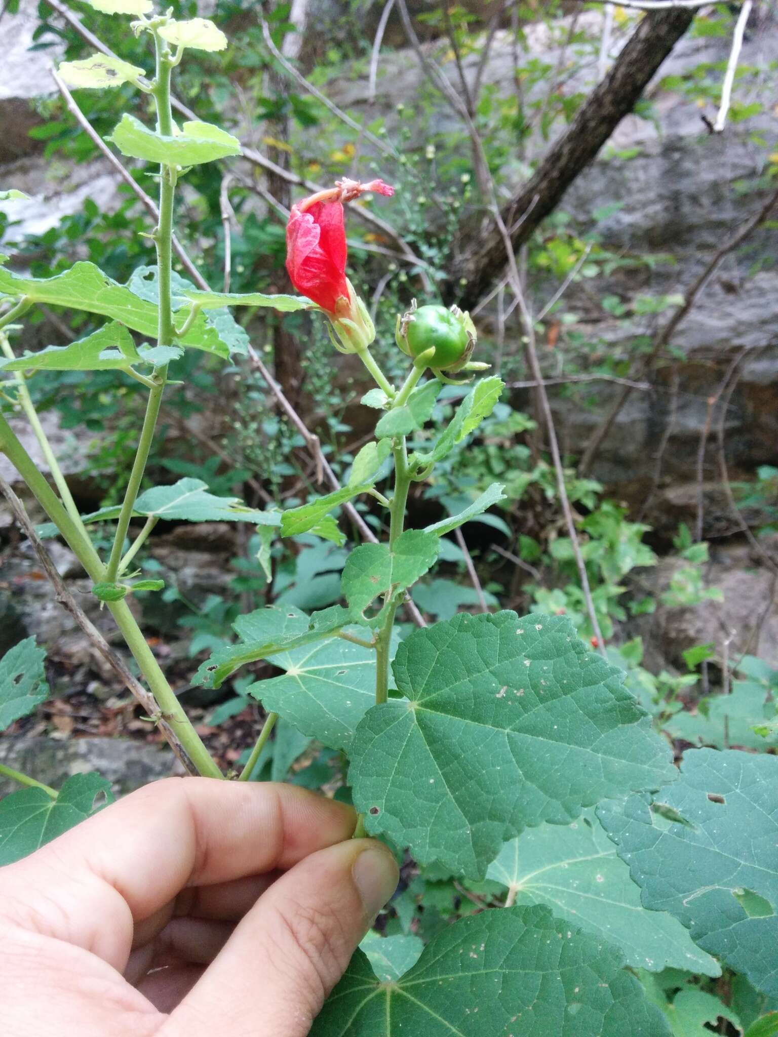 Image of wax mallow