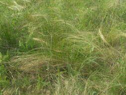 Image de Stipa tirsa Steven