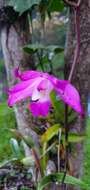 Image of Laelia autumnalis (Lex.) Lindl.