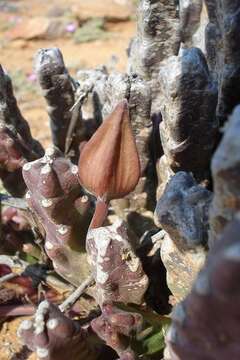 Image de Ceropegia pulvinata var. gariepensis (Pillans) Bruyns