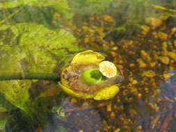 Image of Yellow Water-lily