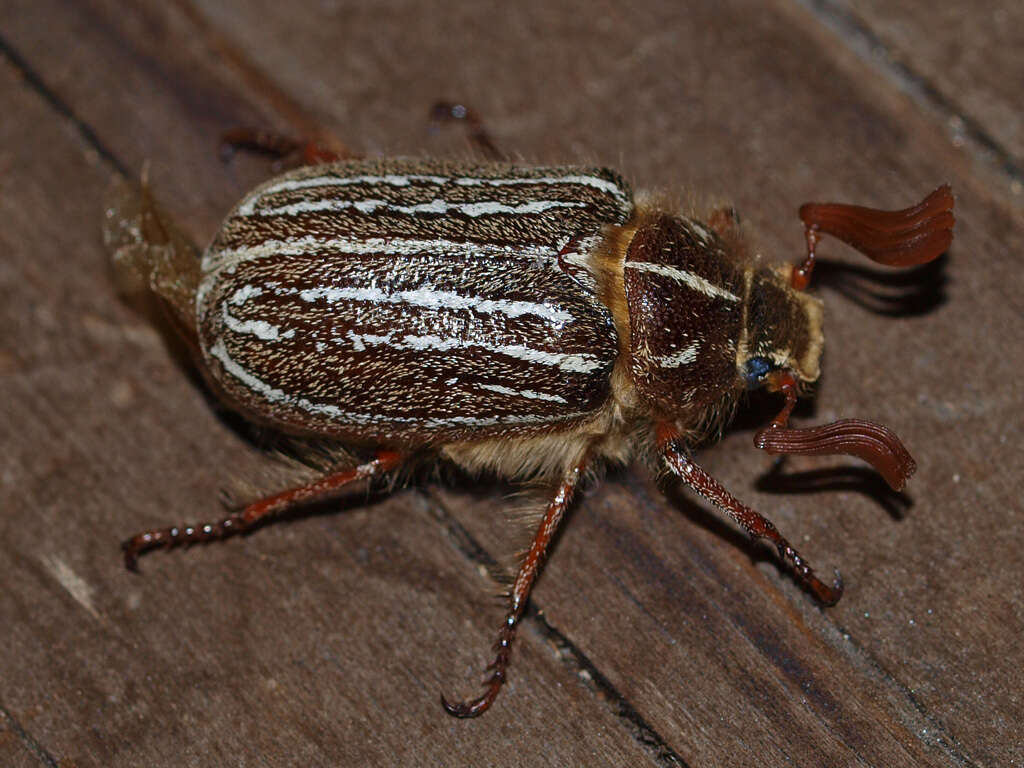 Image of Mount Hermon June beetle
