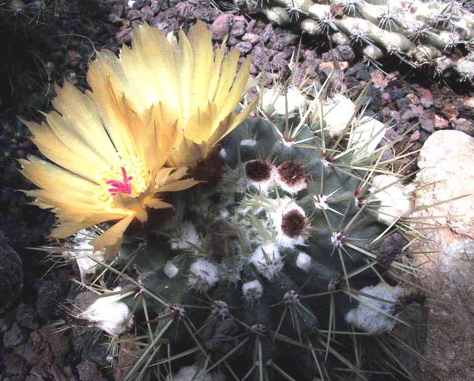 Image of Parodia buiningii (Buxb.) N. P. Taylor